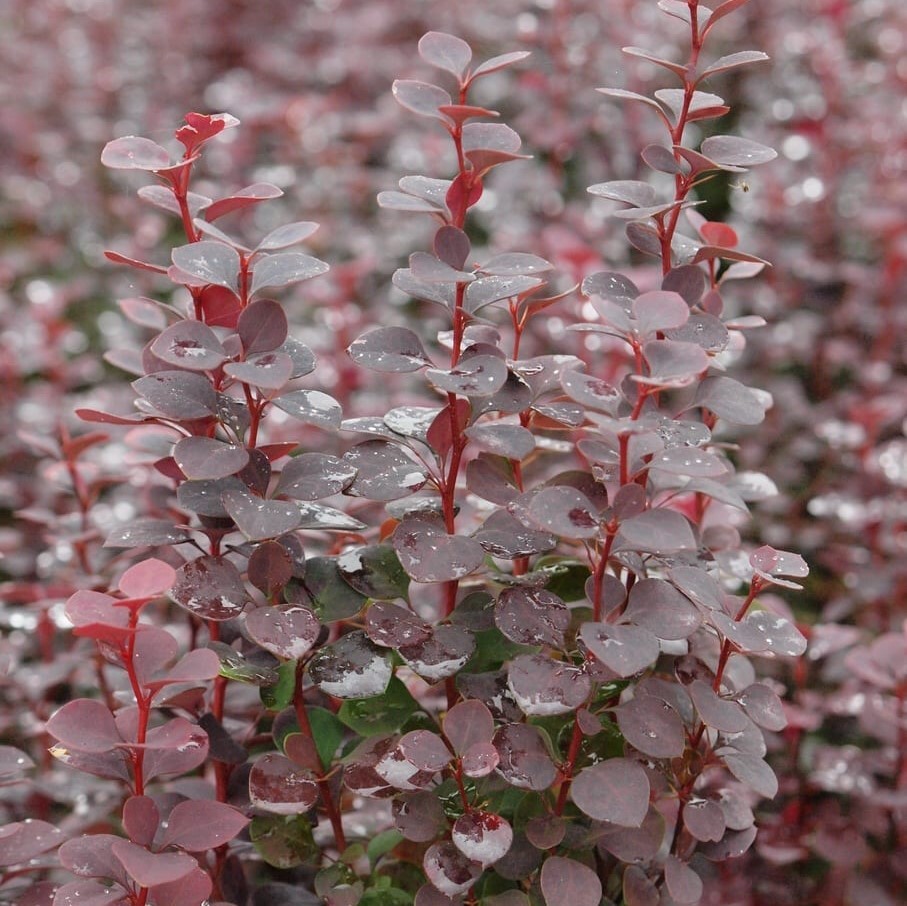 Барбарис Тунберга Шоколад Саммер, С3 - Dolina-Sad.Ru