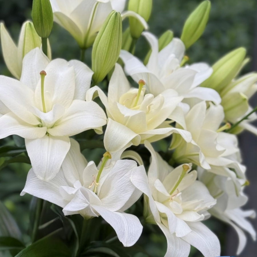 Лилия Бельведер Лилия Бельведер - Dolina-Sad.Ru