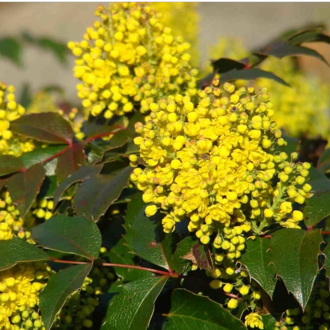 Магония падуболистная, С3 - Dolina-Sad.Ru