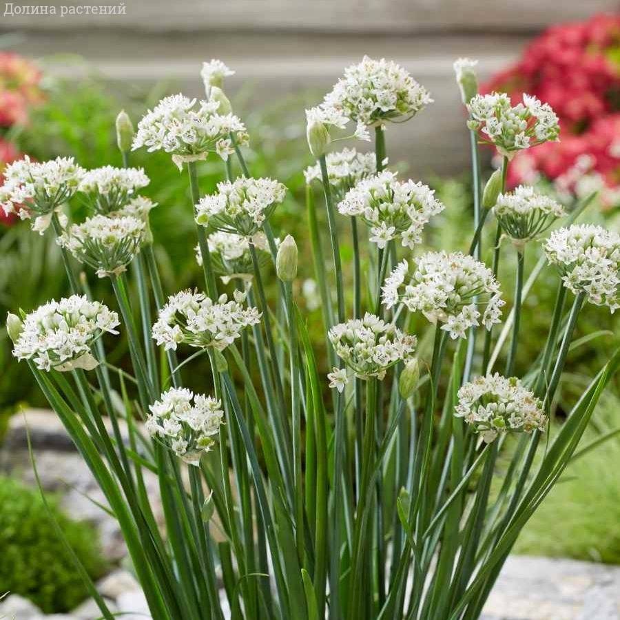 Аллиум китайский Клифс оф Довер - Dolina-Sad.Ru