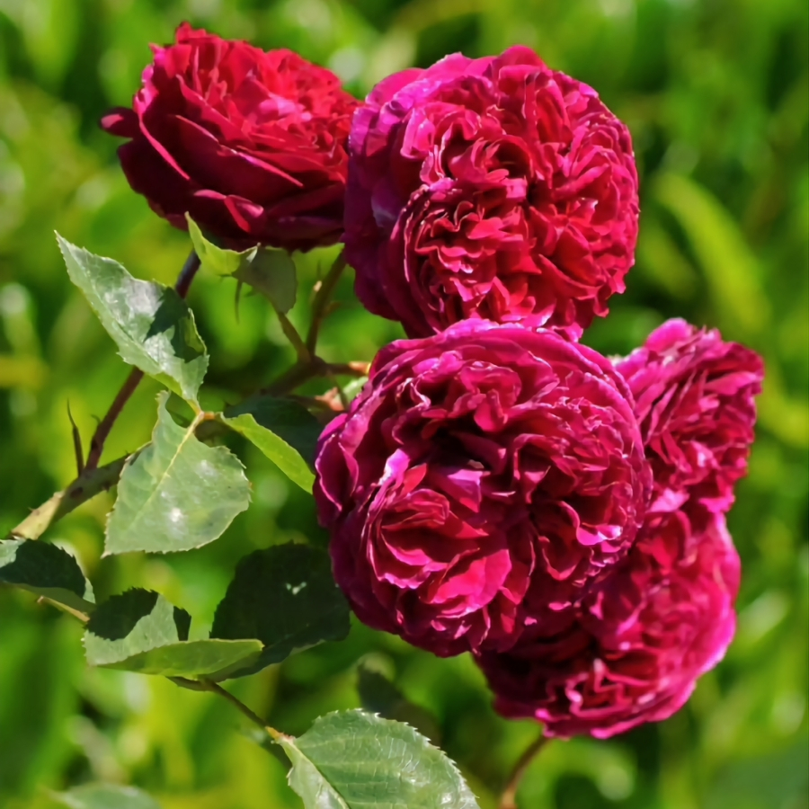 Роза Алфалоп в горшке - Dolina-Sad.Ru