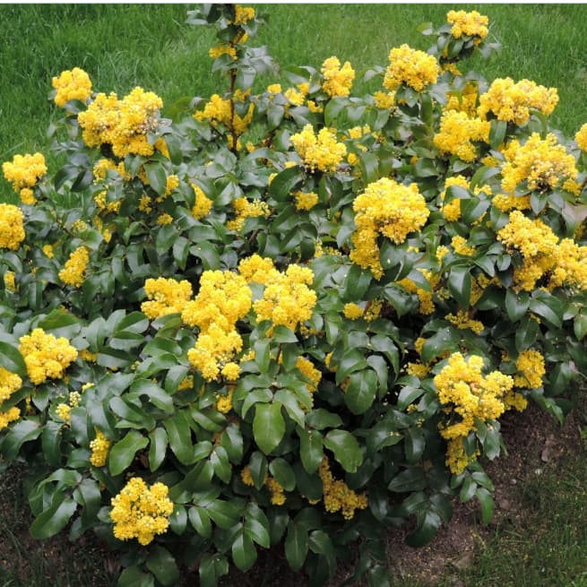 Магония падуболистная, С3 - Dolina-Sad.Ru