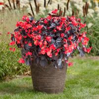 Бегония Викинг красная на бронзовом F1, гранул. пробирка Бегония Викинг красная на бронзовом F1, гранул. пробирка - Dolina-Sad.Ru