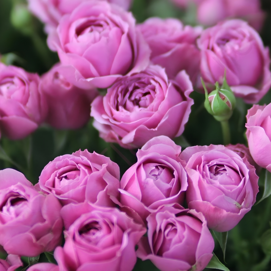 Роза Мисти Баблс - Dolina-Sad.Ru