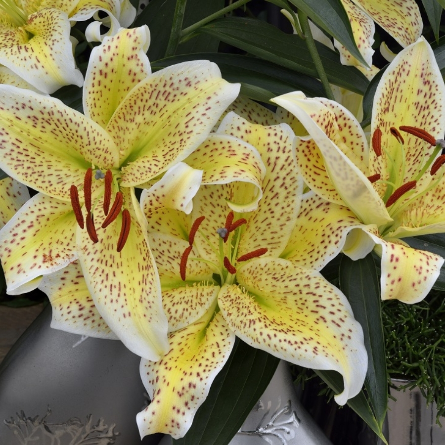 Лилия Тигермун Лилия Тигермун - Dolina-Sad.Ru