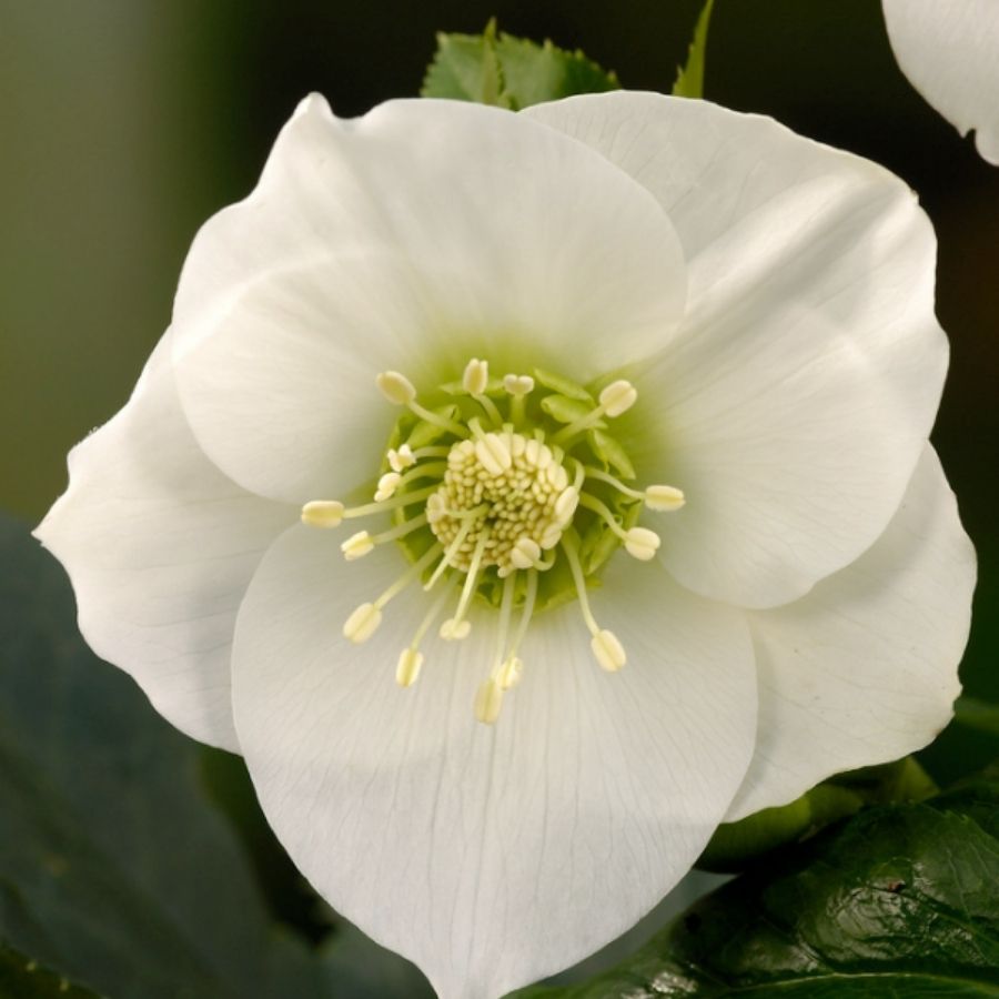 Морозник Претти Эллен Вайт Морозник Претти Эллен Вайт - Dolina-Sad.Ru