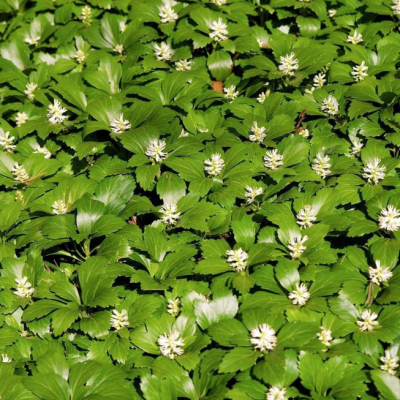 Пахизандра верхушечная Пахизандра верхушечная фото