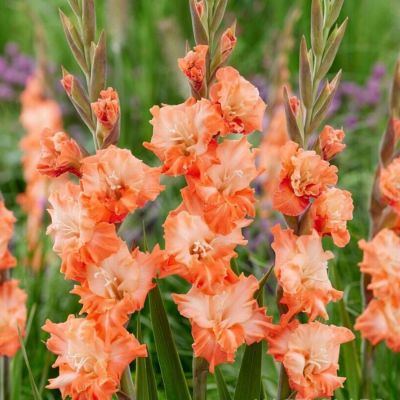 Гладиолус Корал Краш - Dolina-Sad.Ru