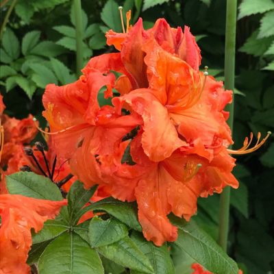 Рододендрон Гибраалтар Рододендрон Гибраалтар - Dolina-Sad.Ru