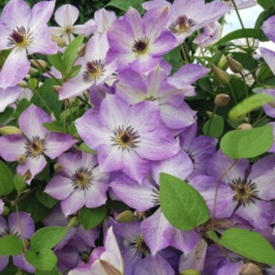 Клематис Монинг Скай Клематис Монинг Скай фото