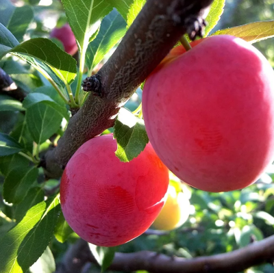 Слива гибридная Комета Кубанская Слива гибридная Комета Кубанская фото