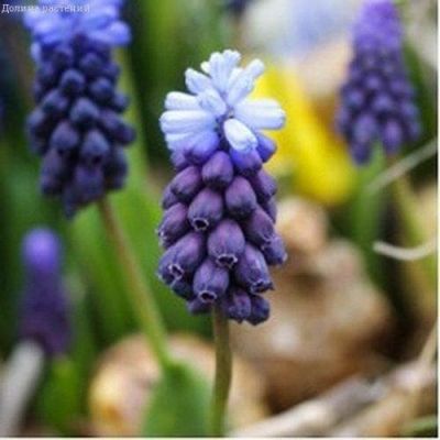 Мускари Латифолиум Мускари Латифолиум фото