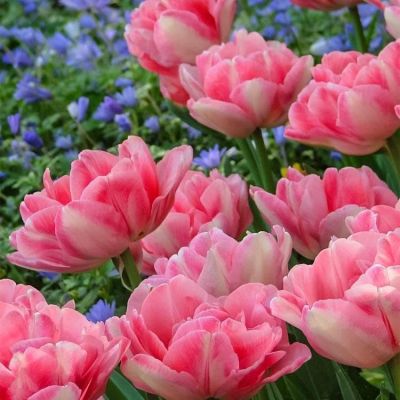 Тюльпан Фокстрот Тюльпан Фокстрот фото