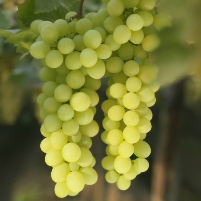 Виноград Белый Кишмиш - Dolina-Sad.Ru