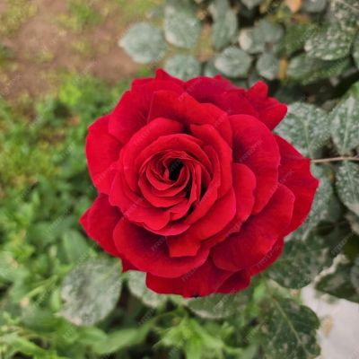 Роза Рафаэлло-2 - Dolina-Sad.Ru