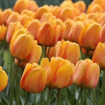 Тюльпан Блашинг Апельдорн фото