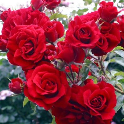 Роза Амадеус Роза Амадеус - Dolina-Sad.Ru