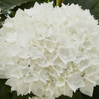 Гортензия крупнолистная Диппо Фредо - Dolina-Sad.Ru