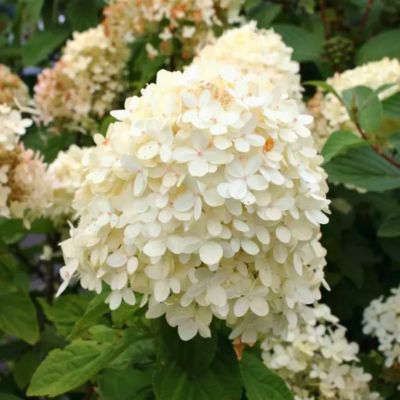 Гортензия метельчатая Коттон Крим - Dolina-Sad.Ru