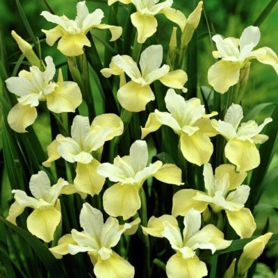 Ирис Баттер энд Шуга Ирис Баттер энд Шуга - Dolina-Sad.Ru