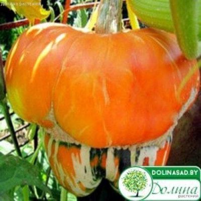 Тыква Декоративная Восточный Тюрбан Тыква Декоративная Восточный Тюрбан фото