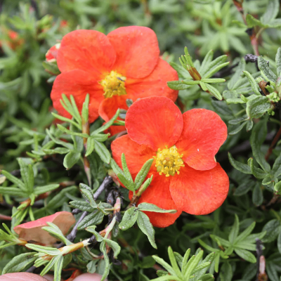 Лапчатка кустарниковая Ред Робин Лапчатка кустарниковая Ред Робин фото