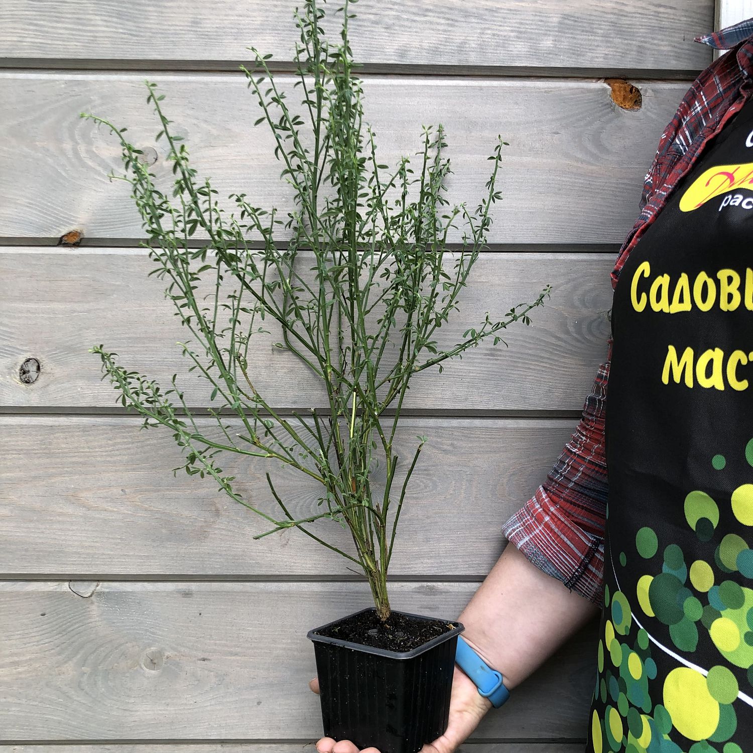 Ракитник Мария Бруквуд Ракитник Мария Бруквуд фото