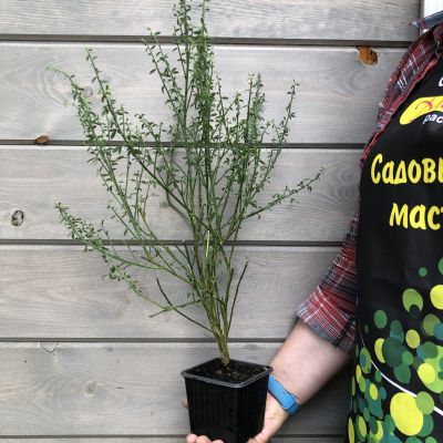 Ракитник Мария Бруквуд Ракитник Мария Бруквуд фото