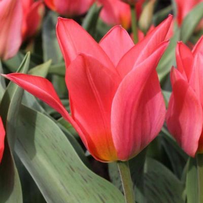 Тюльпан Торонто Тюльпан Торонто фото