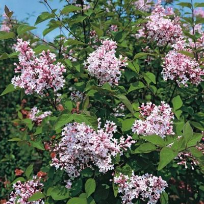 Сирень мелколистная Суперба, С3 Сирень мелколистная Суперба, С3 - Dolina-Sad.Ru