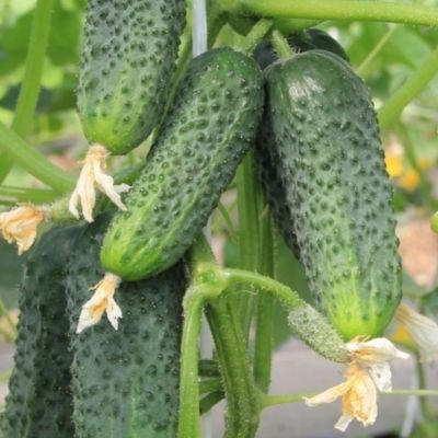 Огурец Теща F1 корнишон автор. Огурец Теща F1 корнишон автор. - Dolina-Sad.Ru