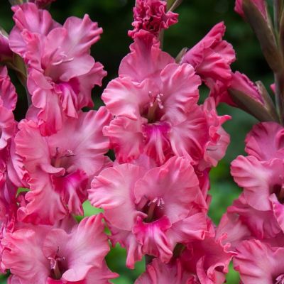 Гладиолус Кингстон Раффл - Dolina-Sad.Ru