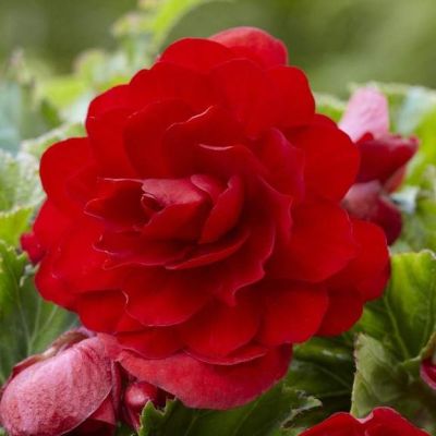 Бегония Махровая Ред Бегония Махровая Ред фото