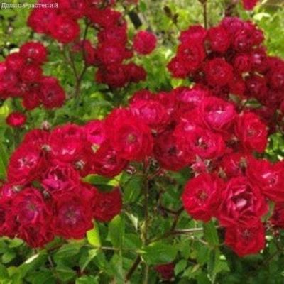 Роза Фэйри Дэнс фото