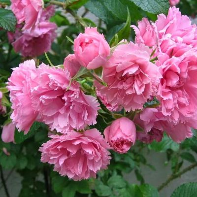 Роза Пинк Грютандорт - Dolina-Sad.Ru