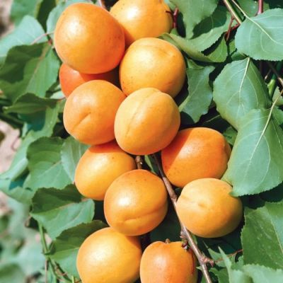 Абрикос Уралец Абрикос Уралец - Dolina-Sad.Ru