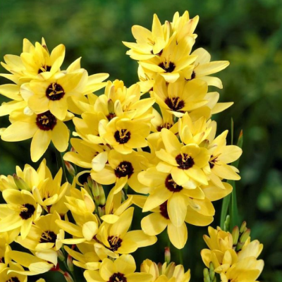 Иксия Еллоу Эмперор Иксия Еллоу Эмперор фото