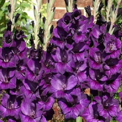 Гладиолус Черный Бархат - Dolina-Sad.Ru