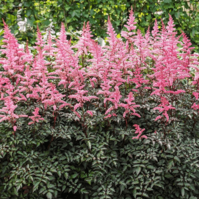 Астильба симплицифолия Кей Вест , x Астильба симплицифолия Кей Вест , x фото