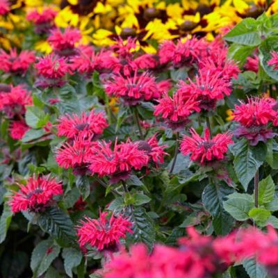 Монарда Би Хэппи , x Монарда Би Хэппи , x фото