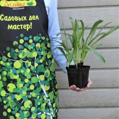 Гелениум Хупа фото