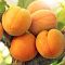 Абрикос Медовый Абрикос Медовый - Dolina-Sad.Ru