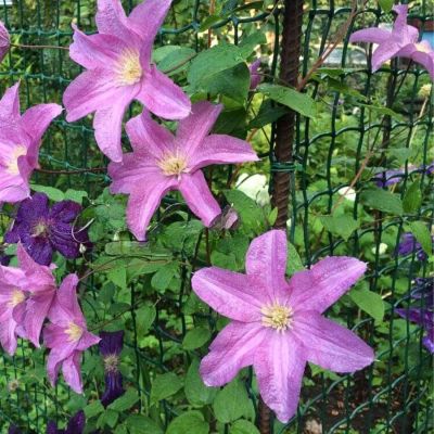 Клематис Данута Клематис Данута - Dolina-Sad.Ru