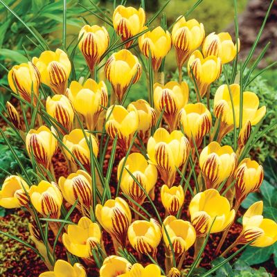 Крокус Джипси Герл Крокус Джипси Герл фото