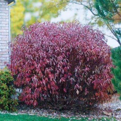 Дерен белый Кессельринги, С2 - Dolina-Sad.Ru