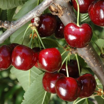 Черешня колоновидная Хелена - Dolina-Sad.Ru