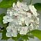 гортензия крупнолистная Мадам Эмиль Мулье фото