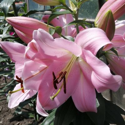 Лилия Белламонте Лилия Белламонте - Dolina-Sad.Ru