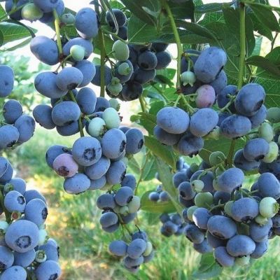 Голубика Либерти (Высокорослая) Голубика Либерти (Высокорослая) - Dolina-Sad.Ru