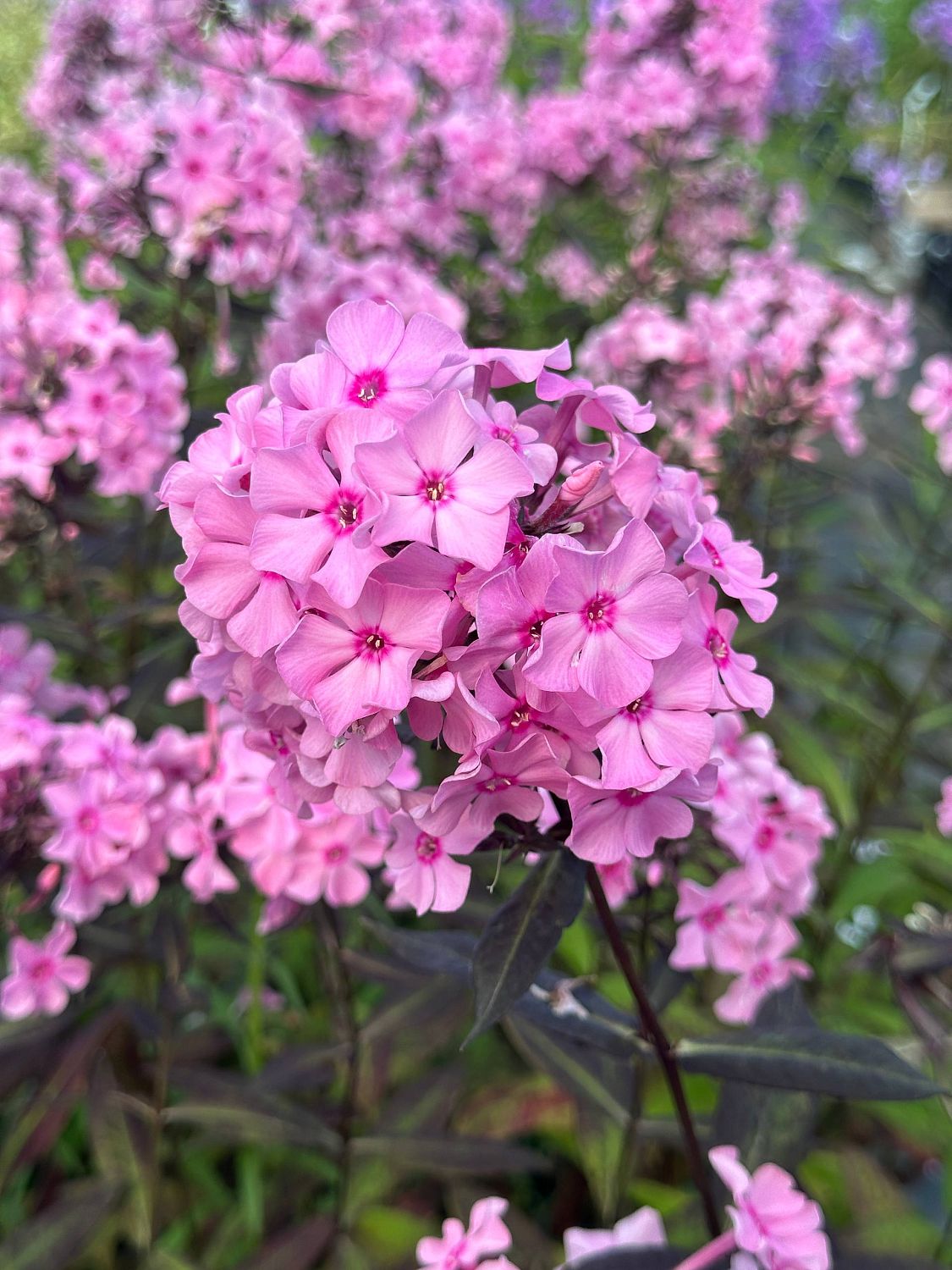 Флокс Свит Саммер - Dolina-Sad.Ru